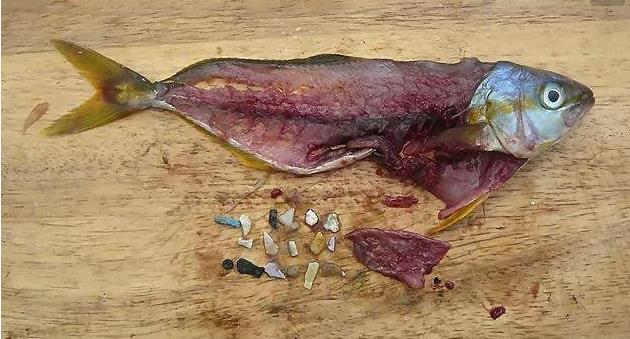 震驚！首次確認(rèn)：人體已被微塑料污染！